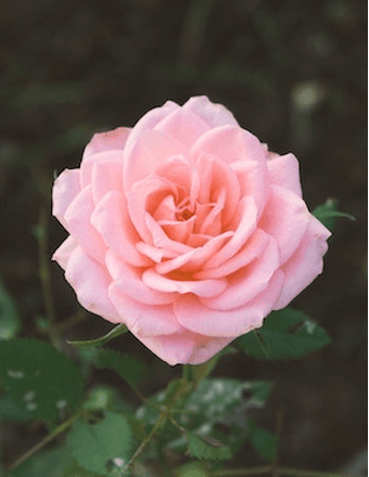 Vivian A. Woods Obituary