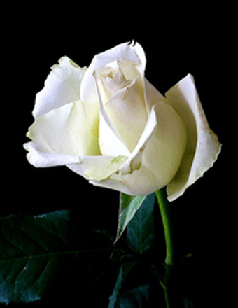 Judith K. (Ciesiolka) Stoers Obituary